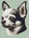 (image for) Black & White Chihuahua